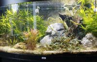 Aquarium Panorama Juwel 450 ltr. Nordrhein-Westfalen - Witten Vorschau