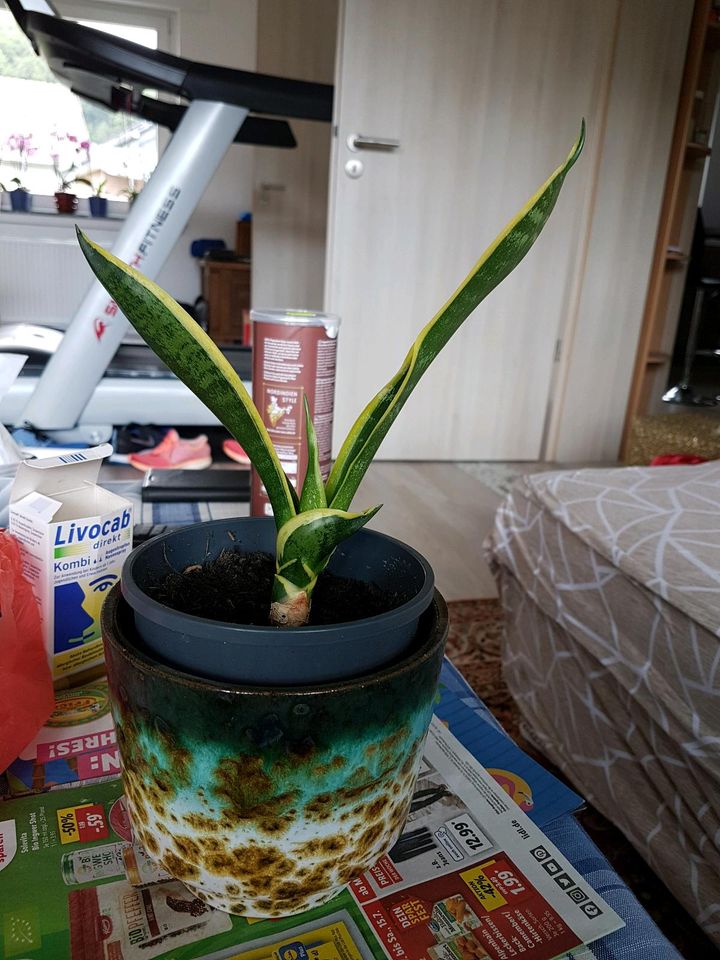 Dracaena trifasciata snake plant in Bad Driburg