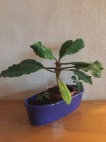 Spukpalme Madagaskar Juwel Zimmerpflanze Zimmer Pflanze Ableger Baden-Württemberg - Ulm Vorschau