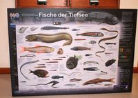 Poster Tiefseefische Fische Bild Brandenburg - Petershagen Vorschau