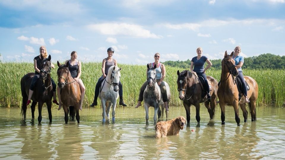Ausbildungsplatz Pferdewirt Service und Haltung, Zucht Job Tiere in Rüsselsheim