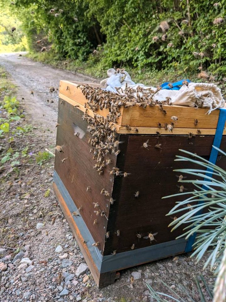 Bienenschwarm Rettung durch Imker in Sommerloch