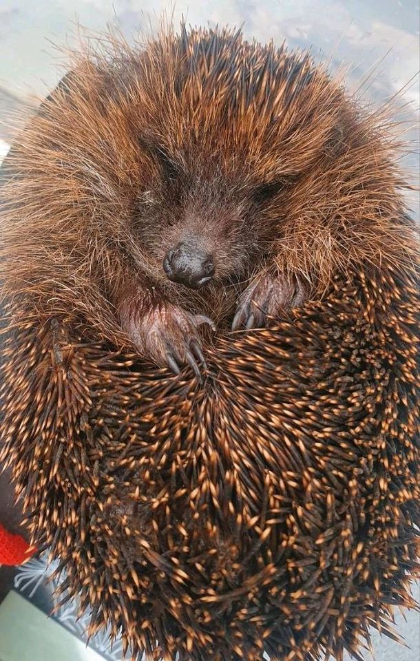 Igel gefunden Igelhilfe Tierhilfe Igelpflege Pflegestelle in Voerde (Niederrhein)