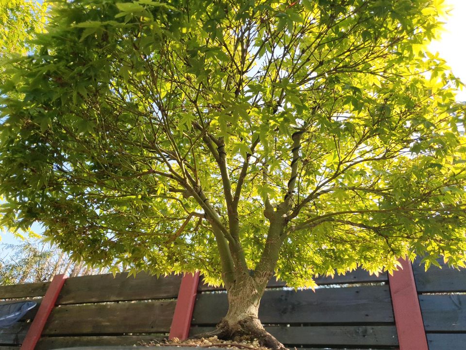 Acer Palmatum Kiyohime Bonsai. Japanischer Ahorn in Lünen