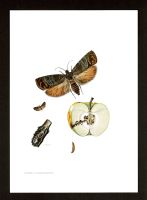 Apfelwickler Carpocapsa Schmetterling Insekt Offset-Druck Niedersachsen - Aurich Vorschau