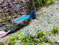 Reinerbige Singha Blue Guppy's Flosse ohne Muster Nordrhein-Westfalen - Gelsenkirchen Vorschau