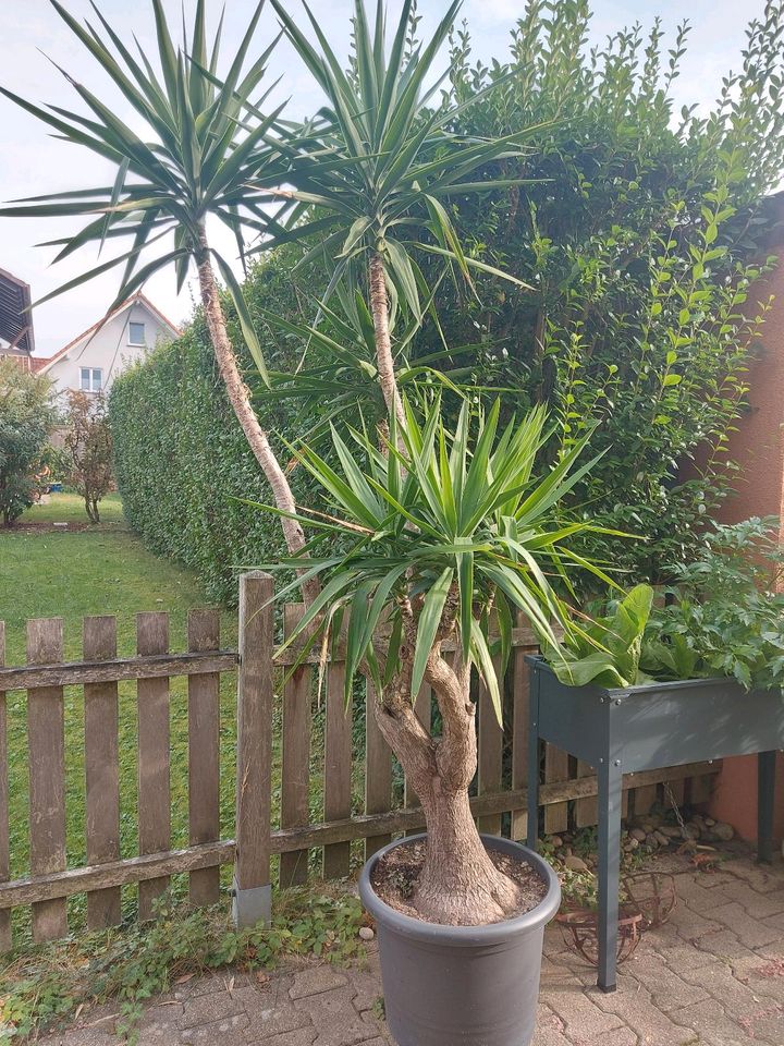 Yucca Palme in Ottersweier