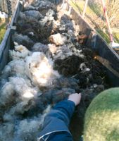 Schafwolle Rohwolle Wolle organischer BIO Dünger Mulch Nordrhein-Westfalen - Windeck Vorschau
