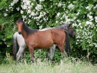 Jährling Hengst Charthago Blue OLD x Nobre xx Nordrhein-Westfalen - Westerkappeln Vorschau