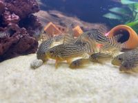 Corydoras Sterbai, Orangeflossen Panzerwelse, Sterbas Bayern - Wilhelmsthal Vorschau