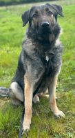 Fenrir, Rüde kastriert, ca 1,5 Jahre, ca 75 cm Nordrhein-Westfalen - Wegberg Vorschau