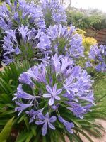 Agapanthus Bayern - Großkarolinenfeld Vorschau