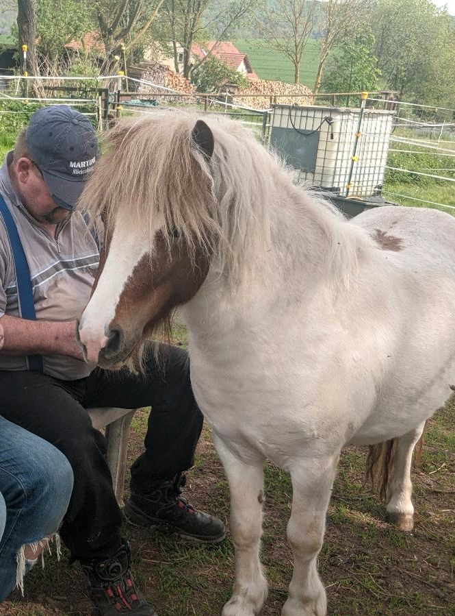 Original Traum Shetty Hengst gekört in Twistetal