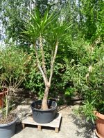 Yucca Palme Sachsen-Anhalt - Bad Duerrenberg Vorschau