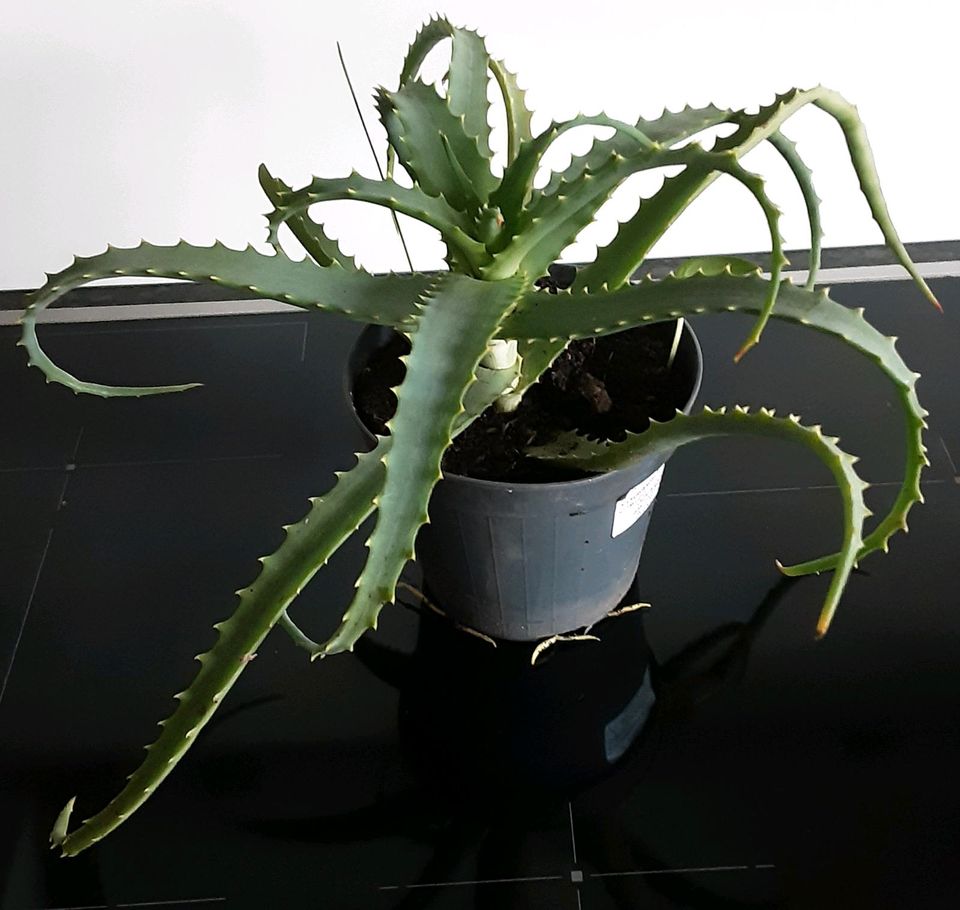 Aloe Vera Pflanze in Wittlich