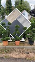 Ilex crenta Bonsai verschiedene Größen/ Formen Hessen - Dreieich Vorschau