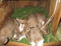 Junge  Kaninchen Thüringen - Wildenbörten Vorschau