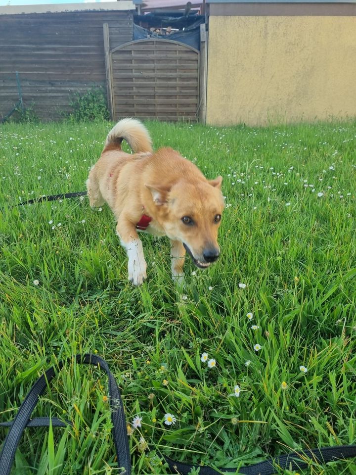 Bella sucht ihre Herzensmenschen in Dorsten