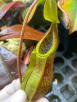 Nepenthes Spathulata x (Diabolica x Hamata)/ Kannenpflanze Nordrhein-Westfalen - Gütersloh Vorschau