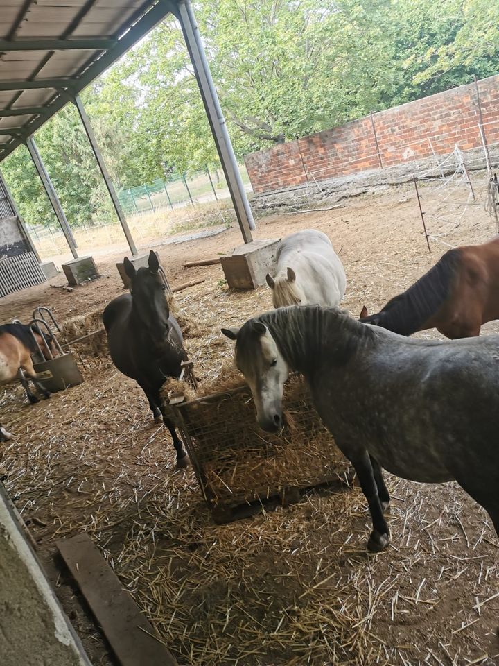 Offenstall hat noch Platz, Offenstallplatz, Pferd ,Pony ,Stall in Arnstein