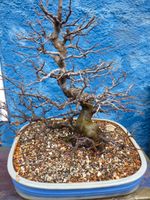 BONSAI-alte chinesische Scheinquitte pseudocydonia  37 Jahre alt Bayern - Baunach Vorschau