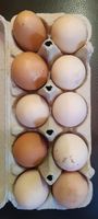 Bio Eier von glücklichen Hühnern (private kleine Hühnerhaltung) Bayern - Höchberg Vorschau