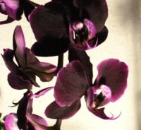 SUCHE dunkelrote schwarze Orchidee Phalaenopsis Kindel Friedrichshain-Kreuzberg - Kreuzberg Vorschau