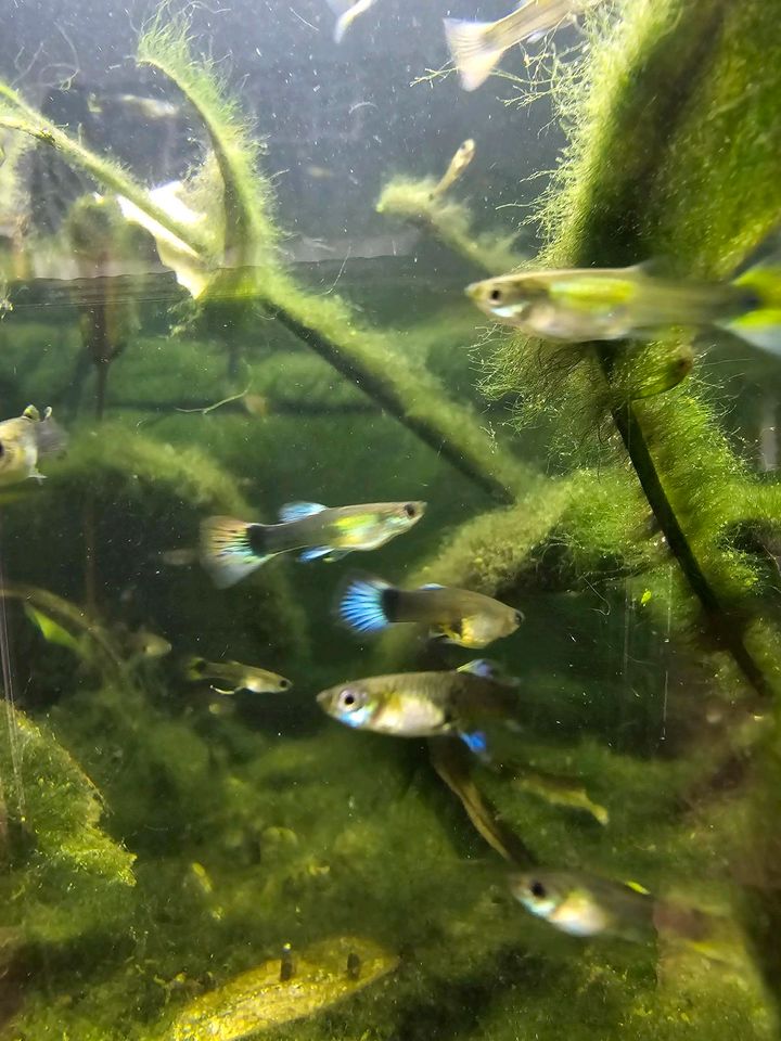 Guppies - verschiede Farben & Größen in Berlin