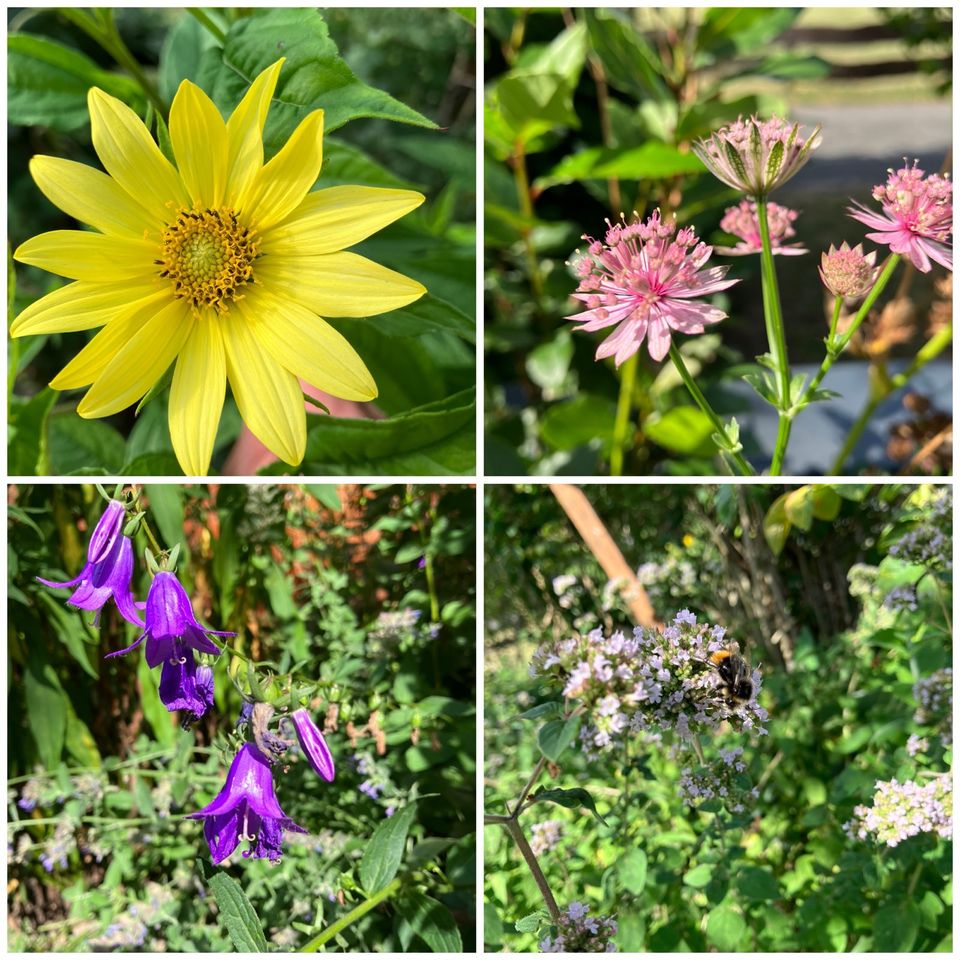 Stauden für Naturgarten, bienenfreundlich und pflegeleicht in Hövelhof