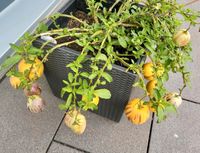 Melonenbirne pepino Obst Strauch bio essbar Kübelpflanze Sachsen-Anhalt - Halle Vorschau