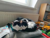Katzen suchen dringend neues Zuhause Sachsen - Bannewitz Vorschau