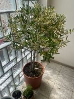 Olivenbaum aus Italien, essbare Oliven, winterhart Rheinland-Pfalz - Nastätten Vorschau