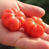 Kleeblatt von Togo Tomaten Samen Rarität Afrikanische Tomate Nordrhein-Westfalen - Sankt Augustin Vorschau