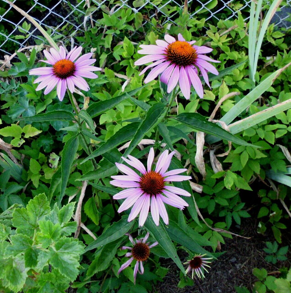 Purpur-Sonnenhut*Echinacea purpurea*rot*Saatgut 2021/2022* in Harra