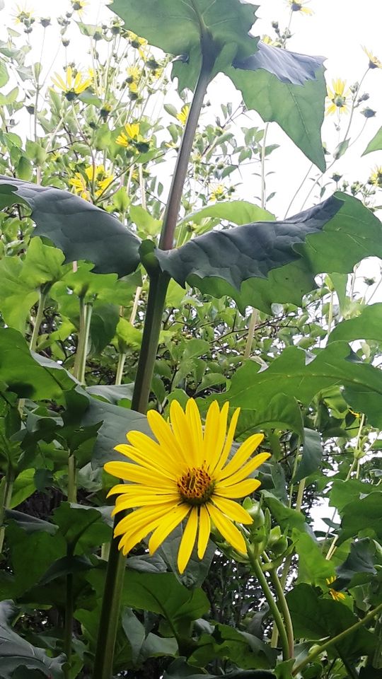 Große gelbe Blumen, Riesige Gartenblumen, Sichtschutz, Pflanzen in Berlin