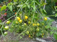 Samen Tomate Ildi Blondköpfchen Sachsen - Pulsnitz Vorschau