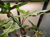 Rhizome Alocasia Sabrina Narrow Baden-Württemberg - Neckargemünd Vorschau