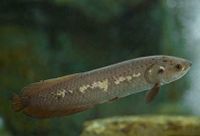 Afrikanischer Arowana, Heterotis niloticus 25-30 cm Brandenburg - Hoppegarten Vorschau