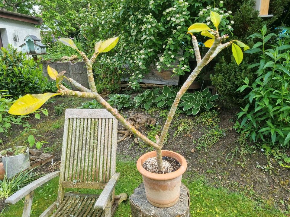 Frangipani  Plumeria rosa in Villingen-Schwenningen