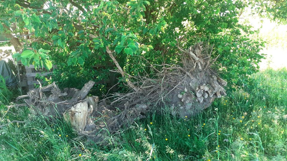 Gartendeko Holz Wurzeln Deko in Arnsdorf