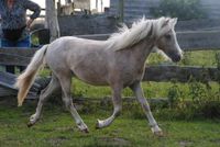 Shetlandpony, Classic Pony, Stute, 2 Jahre, Sonderfarbe Mecklenburg-Vorpommern - Zirchow Vorschau