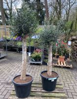 olivenbaum olea eurapae 150-175 cm olivenbäume Lingen (Ems) - Wachendorf Vorschau