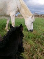 Ponystute & 3-monatiges Hengstfohlen suchen Gesellschaft Nordrhein-Westfalen - Wachtberg Vorschau