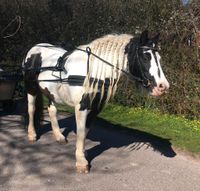 Siltec Größe 4 Geschirr Kutschgeschirr Tinker, Haflinger Schleswig-Holstein - Satrup Vorschau