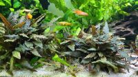 Wasserkelch / Cryptocoryne Niedersachsen - Sande Vorschau