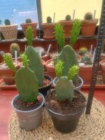 4 STK. Kakteen Kaktusfeigen Opuntien Opuntia im Set Kakteen Baden-Württemberg - Schrozberg Vorschau