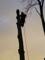 Baumfällung Baumschnitt - seilunterstütztes Baumklettern - Baum Häfen - Bremerhaven Vorschau