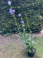 Pfirsichblättrige Glockenblume Niedersachsen - Lüneburg Vorschau