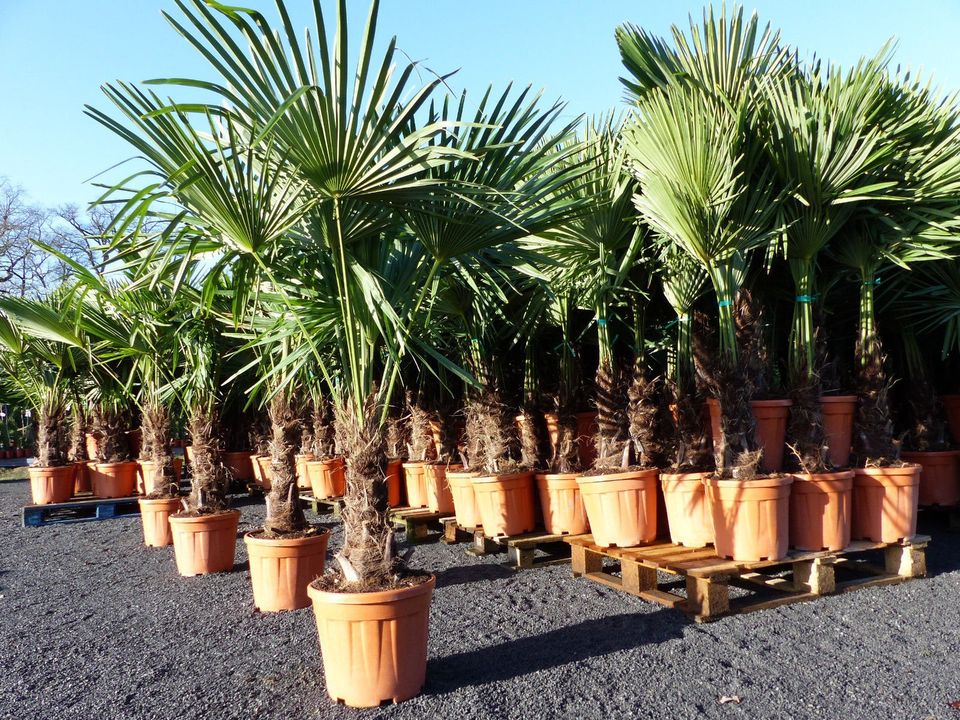 XXLPalme Stammhöhe 40-50 cm winterhart 160-180 cm Trachycarpus in Goch