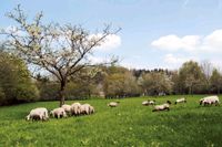 Suche eine Wiese/Weide oder Grünland zu Miete(Pacht) Niedersachsen - Cloppenburg Vorschau